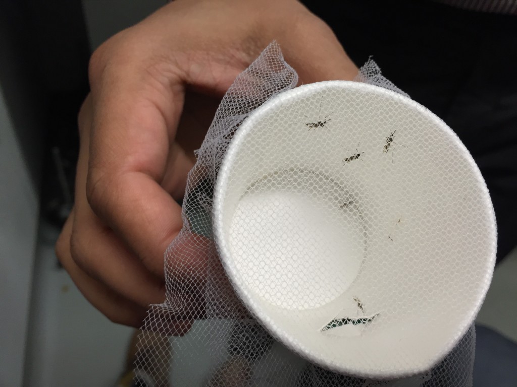 Komáři infikovaní Malárií